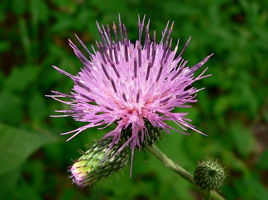 {Cirsium carolinianum}